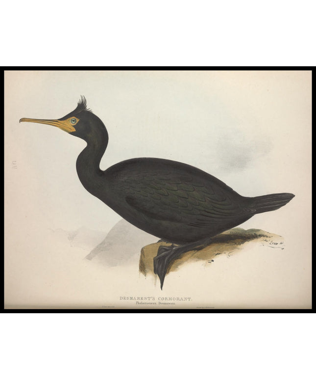 Phalacrocorax Desmarestii Poster
