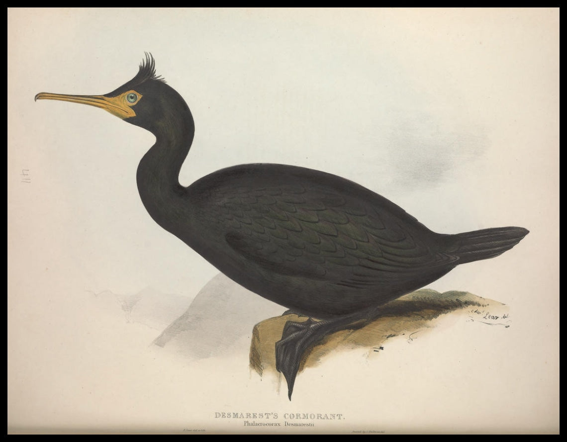 Affiche Phalacrocorax Desmarestii
