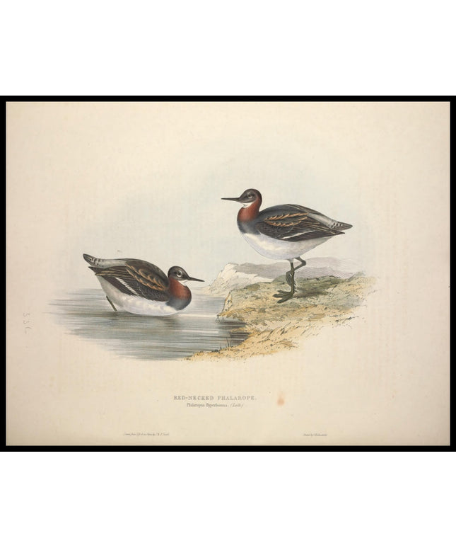 Phalaropus Hyperboreus Poster