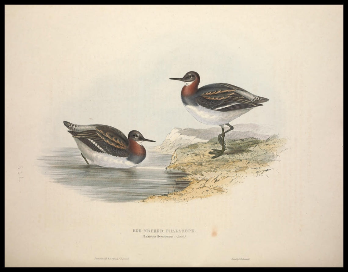 Poster Phalaropus Hyperboreus