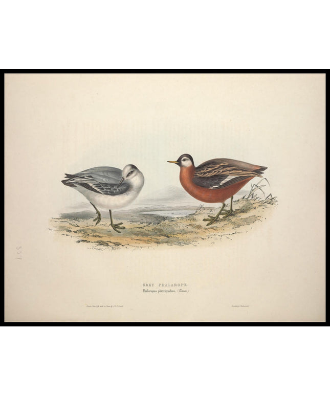 Phalaropus Platyrhynchus Poster