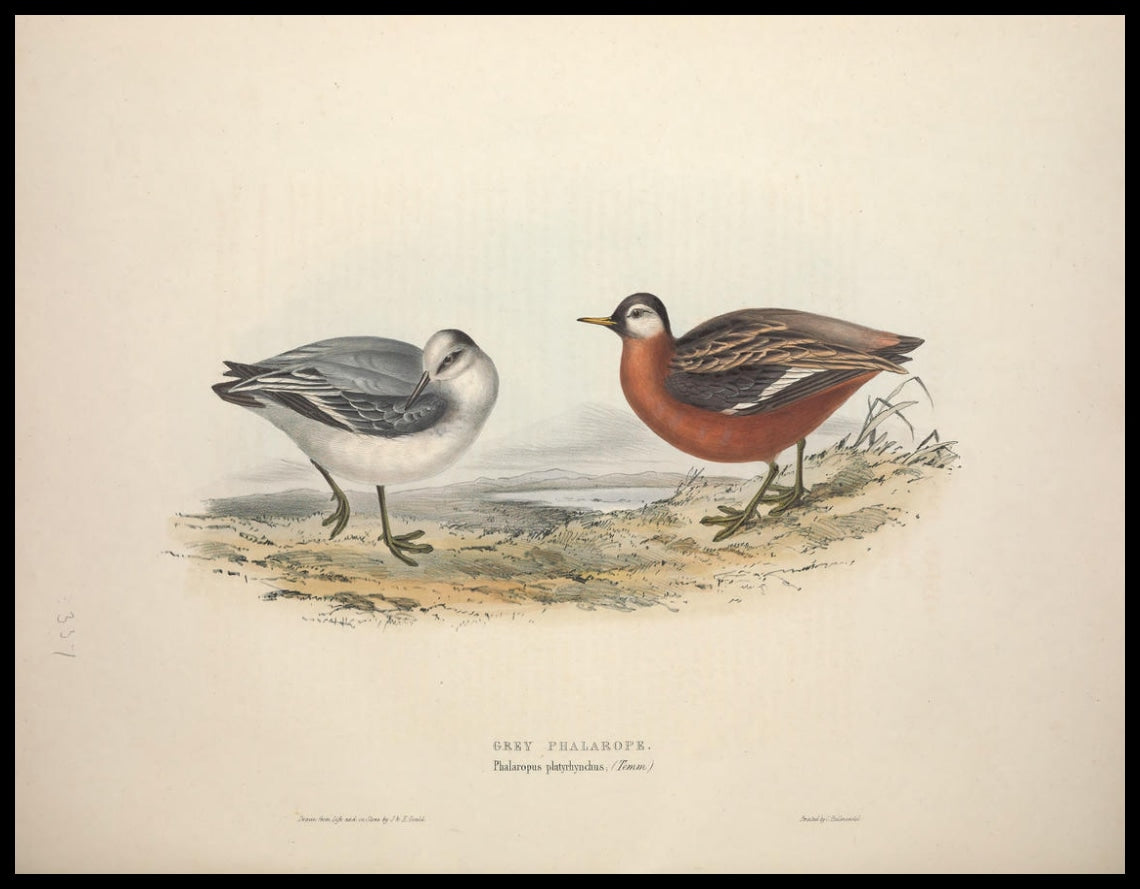 Poster Phalaropus Platyrhynchus