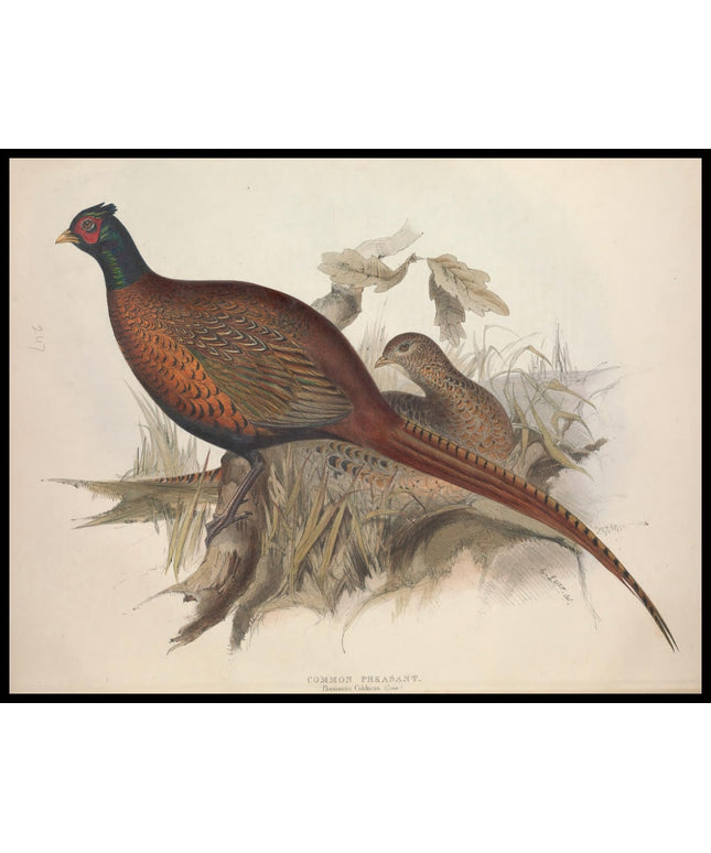 Phasianus Colchicus Poster