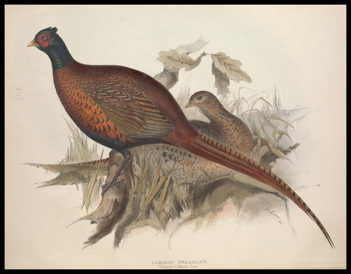 Affiche Phasianus Colchicus