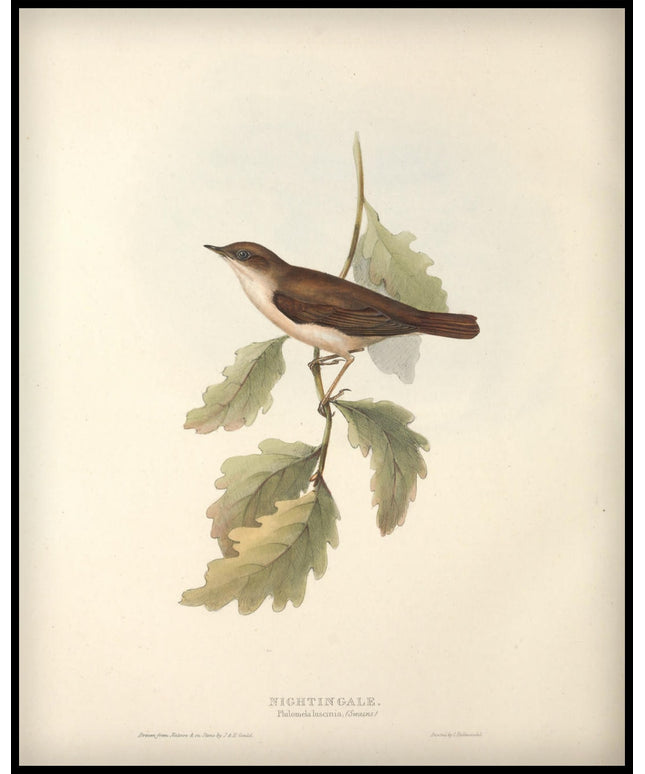 Philomela Luscinia Poster