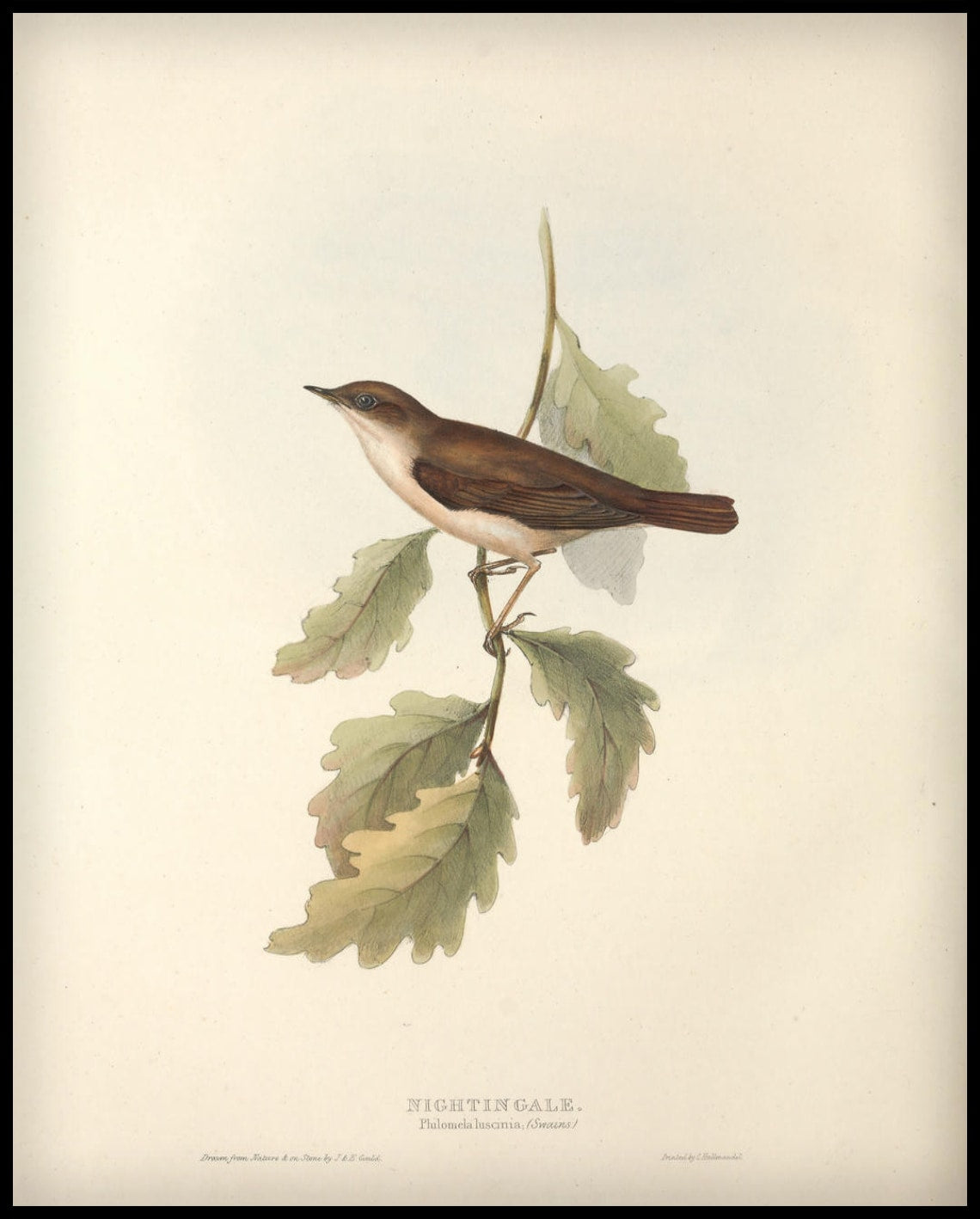 Affiche Philomela Luscinia