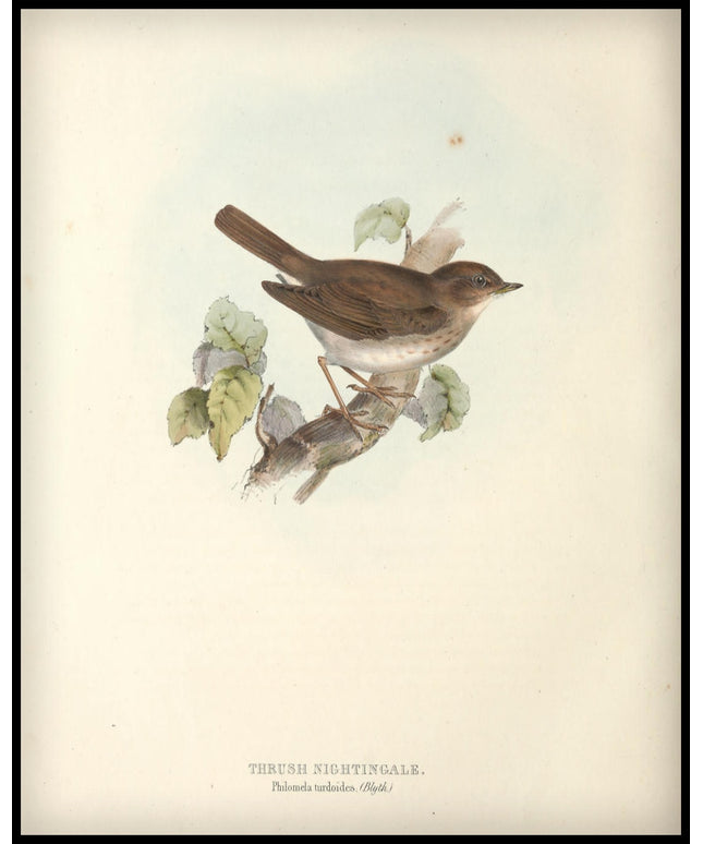 Philomela Turdoides Poster