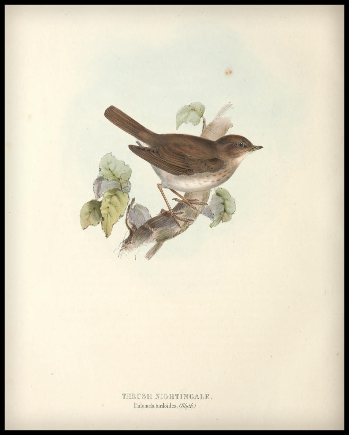 Affiche de Philomela Turdoides