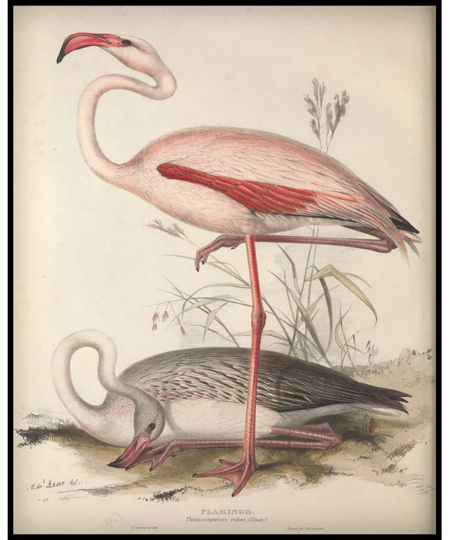 Phoenicopterus Ruber Poster
