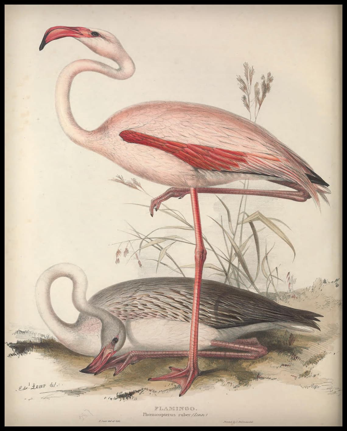 Poster du prédateur Phoenicopterus