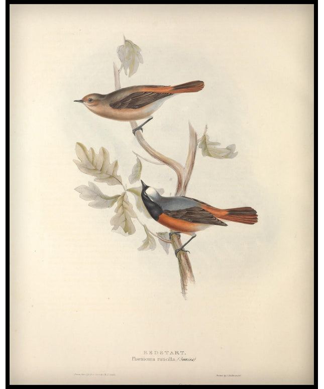 Phoenicura Uticilla Poster