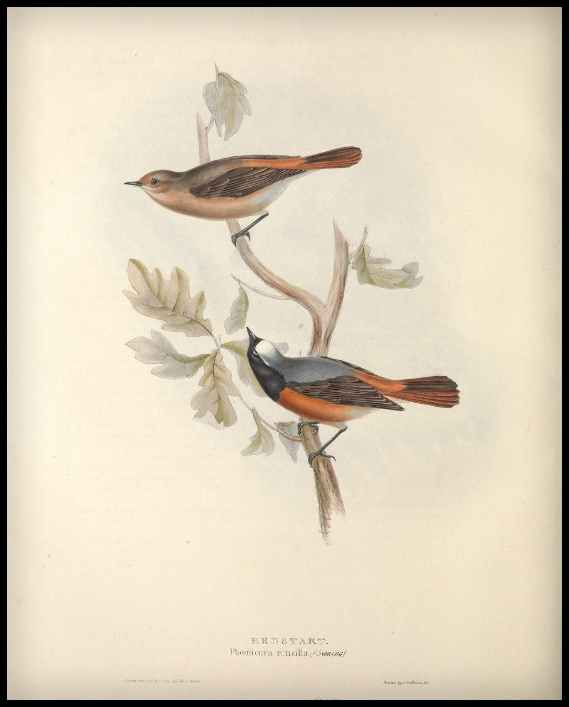 Poster Phoenicura Uticilla