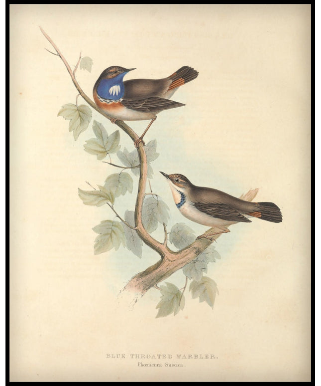 Phoenicura Suecica Poster