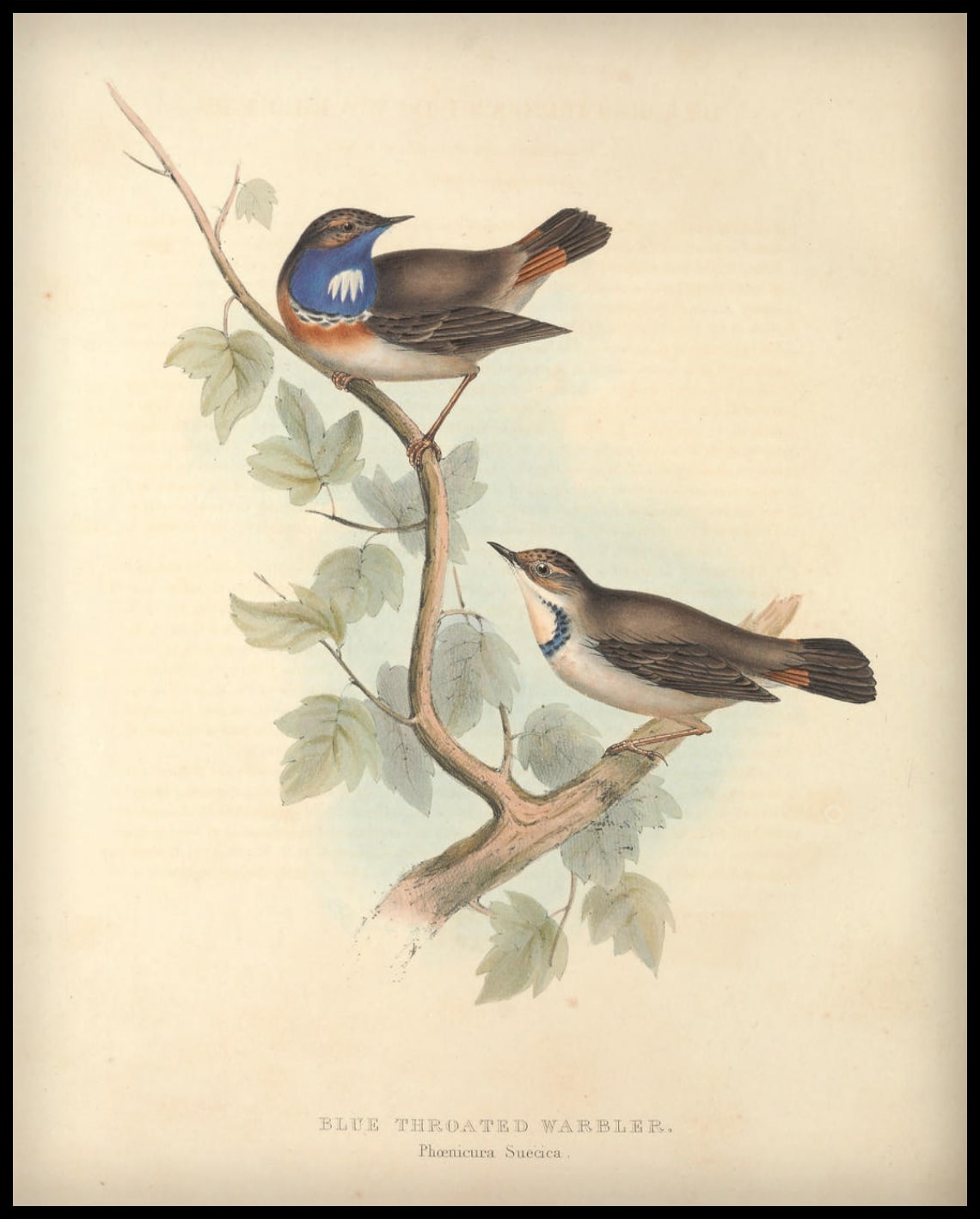 Affiche Phoenicura Suecica