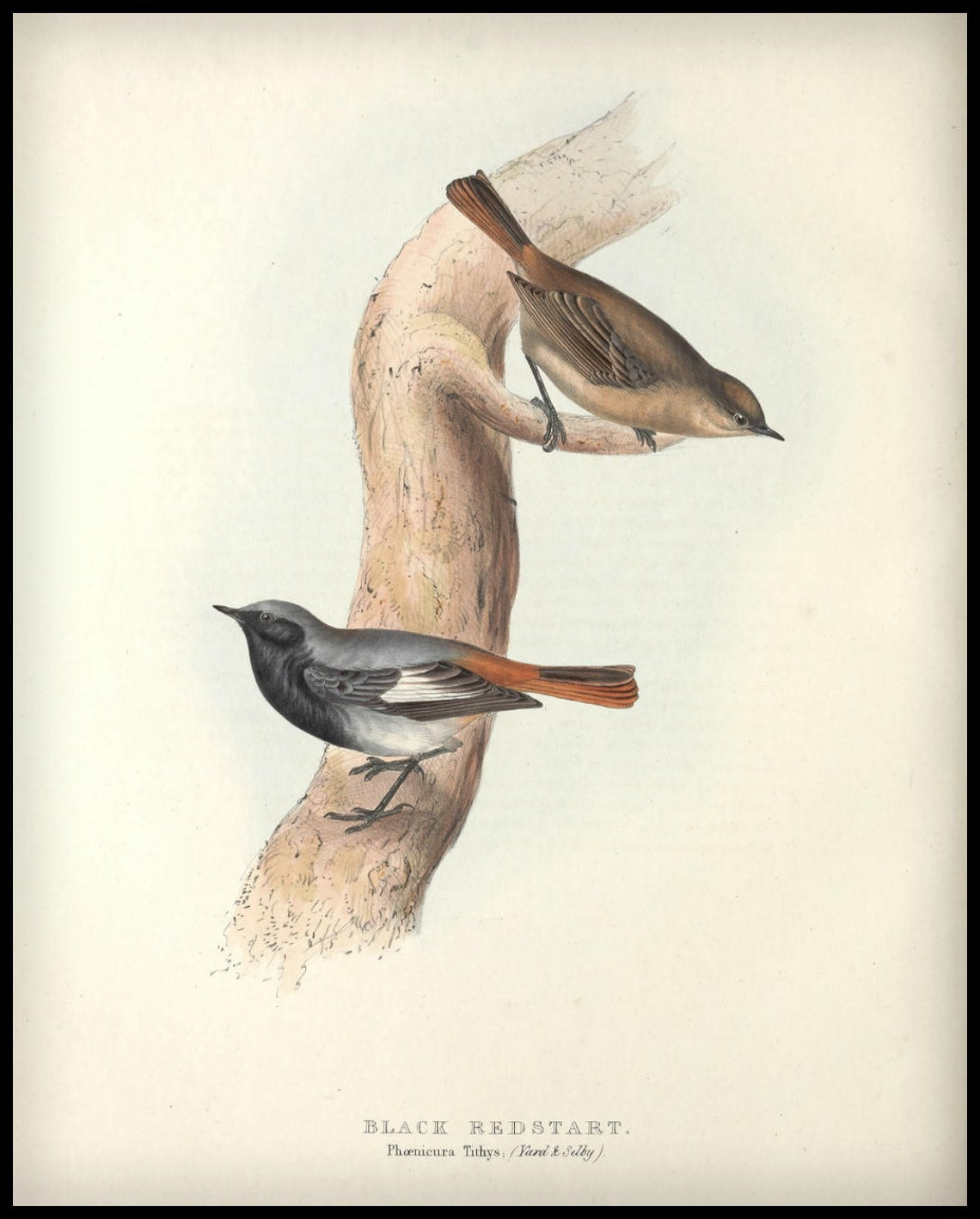 Poster Phoenicura Tithys