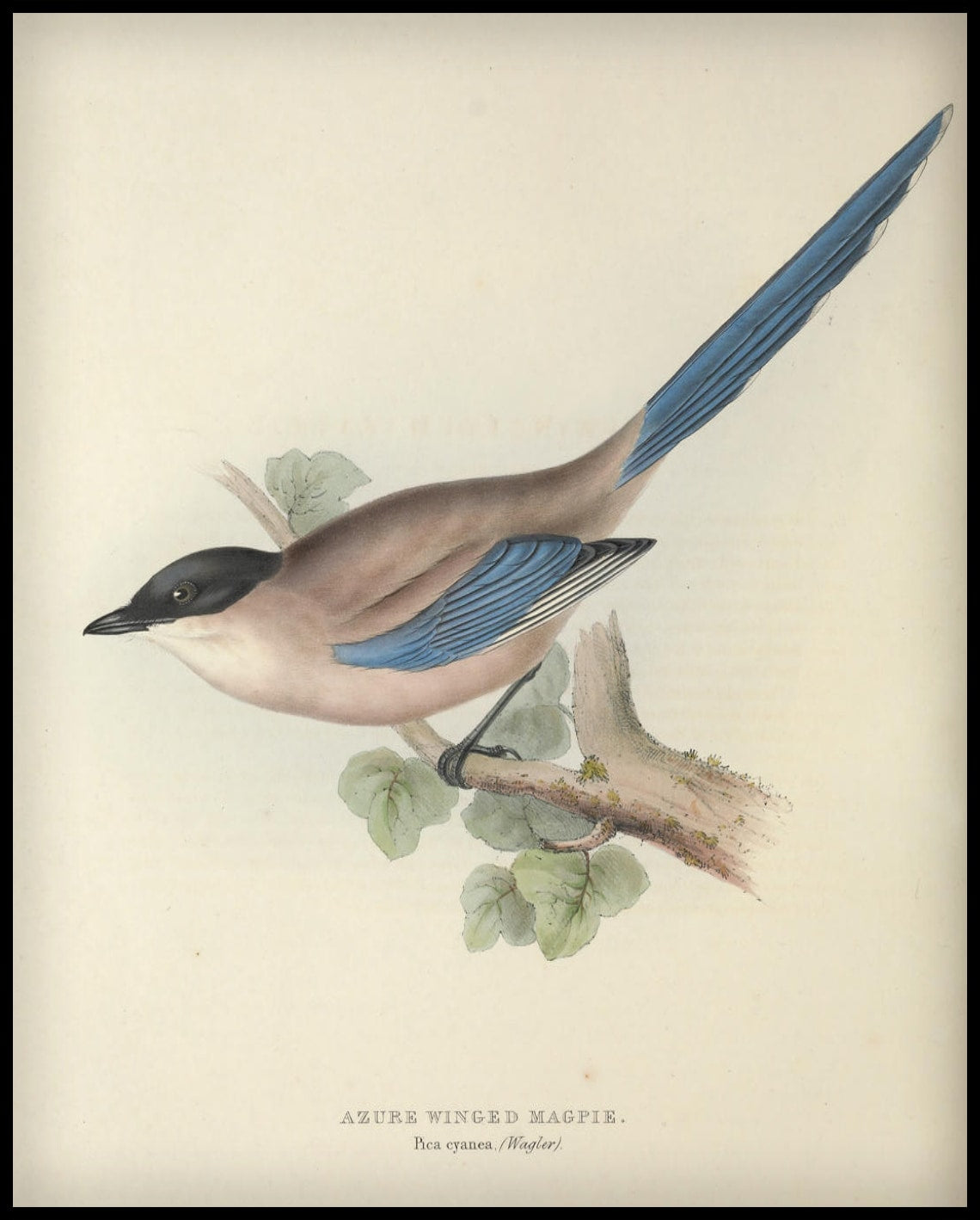 Poster Pica Cyanea