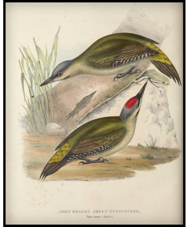 Picus Canus Poster