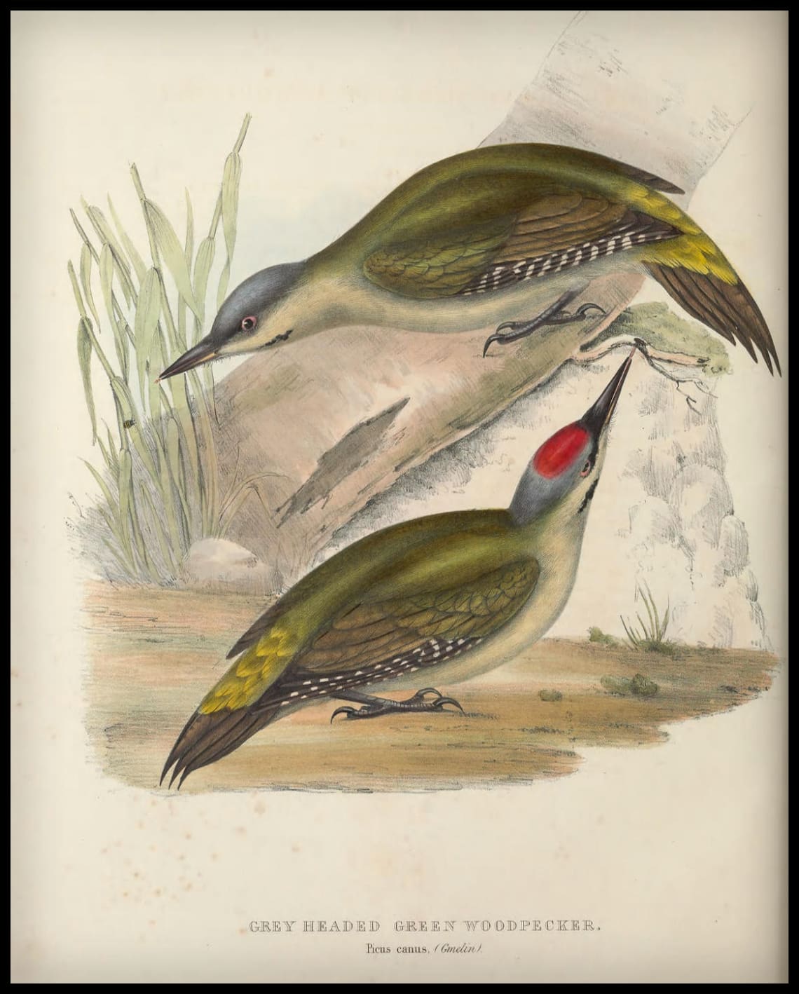 Affiche Picus Canus