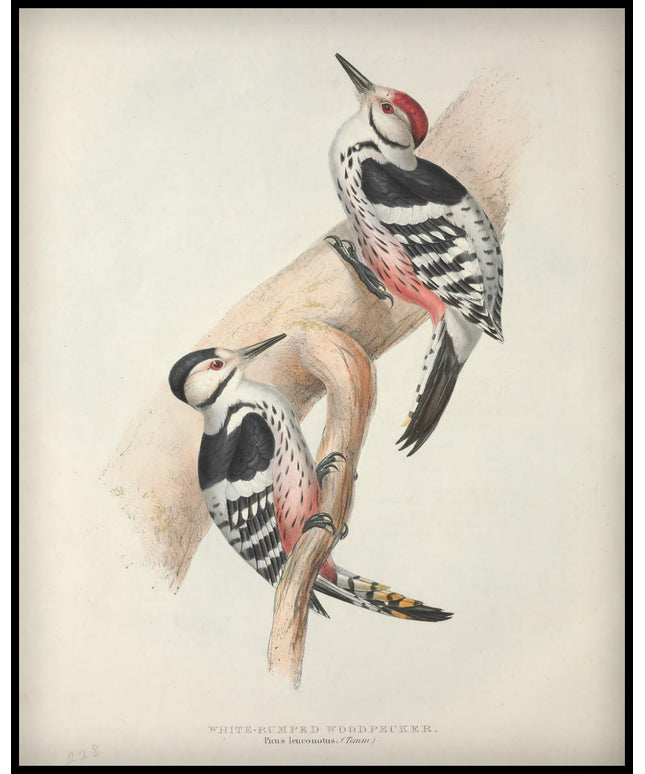 Picus Leuconotus Poster