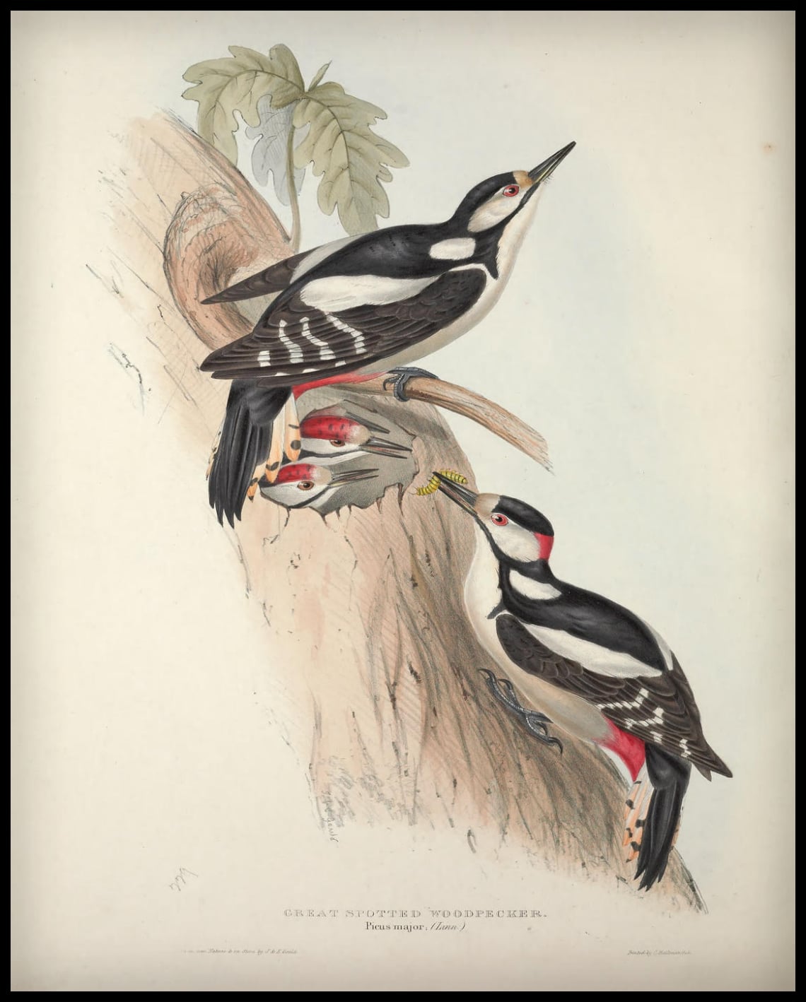 Affiche Picus Major