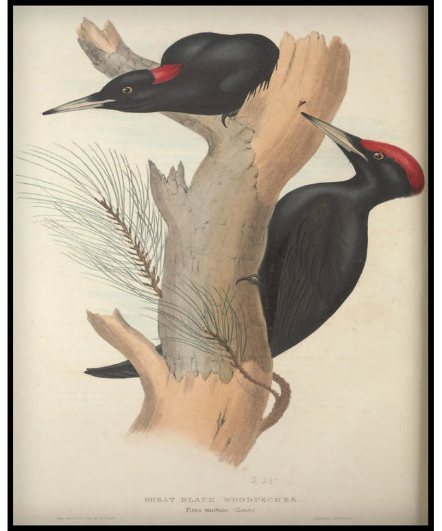 Picus Martius Poster