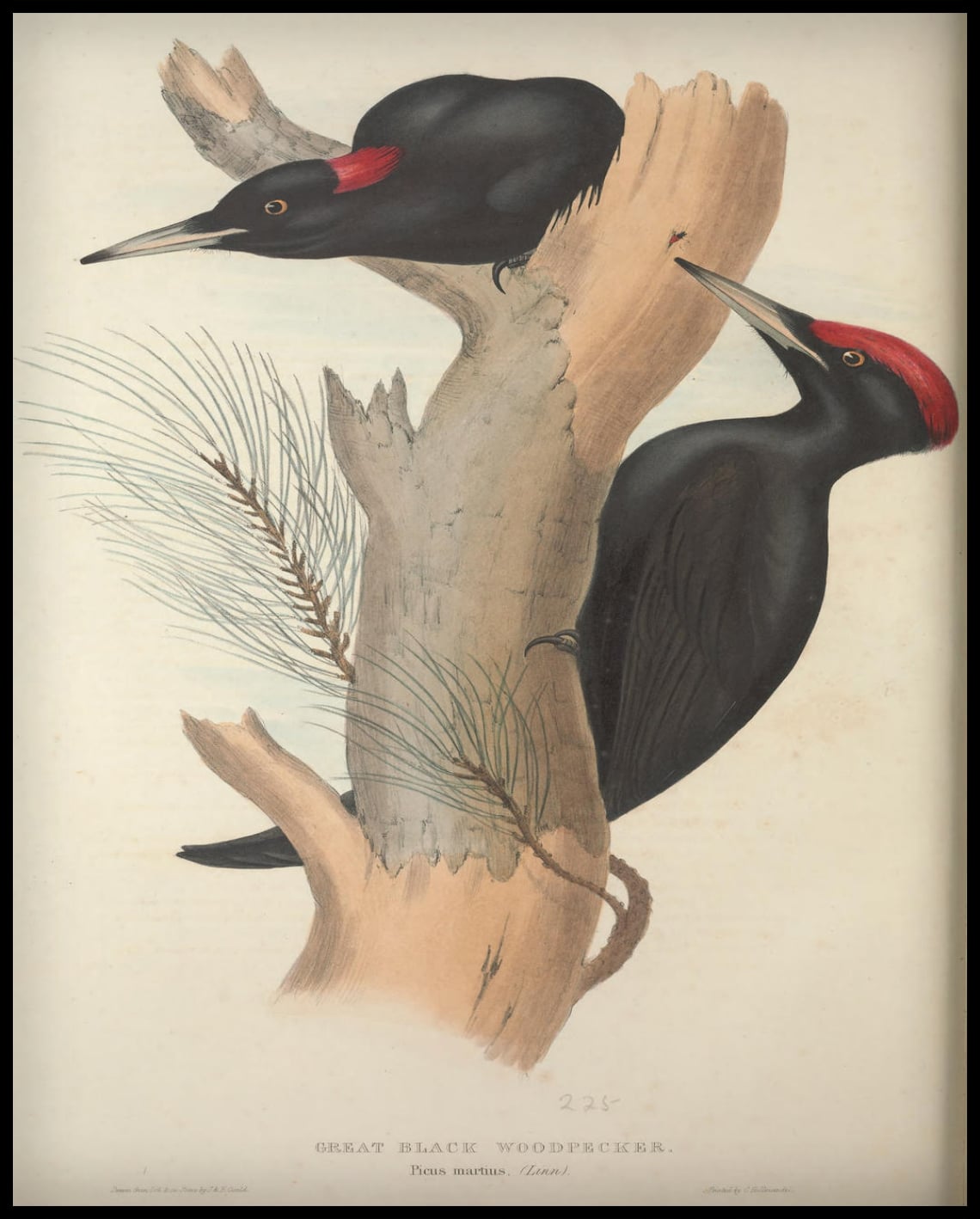 Affiche Picus Martius