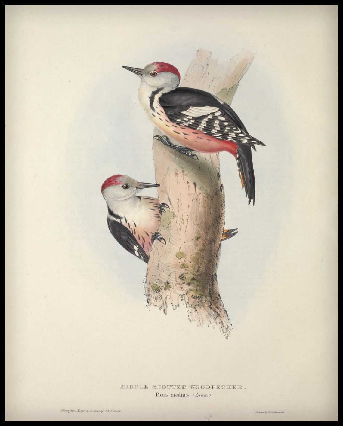 Affiche Picus Medius