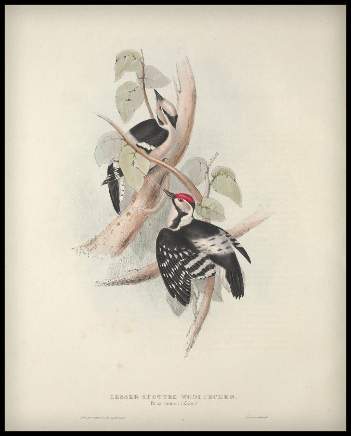 Poster Picus Minor