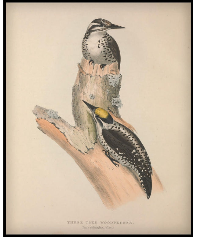 Picus Tridactylus Poster