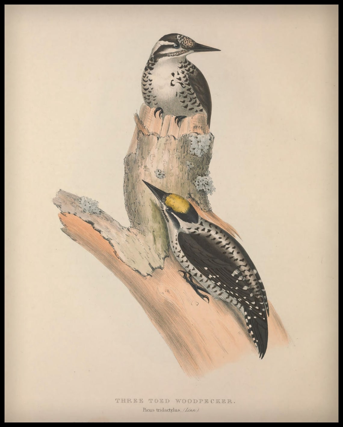 Poster Picus Tridactylus