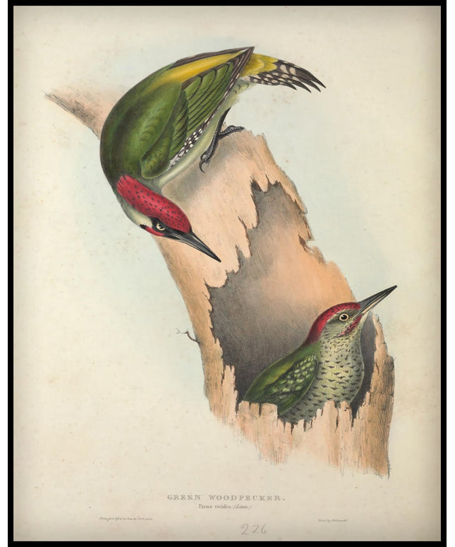 Picus Viridis Poster