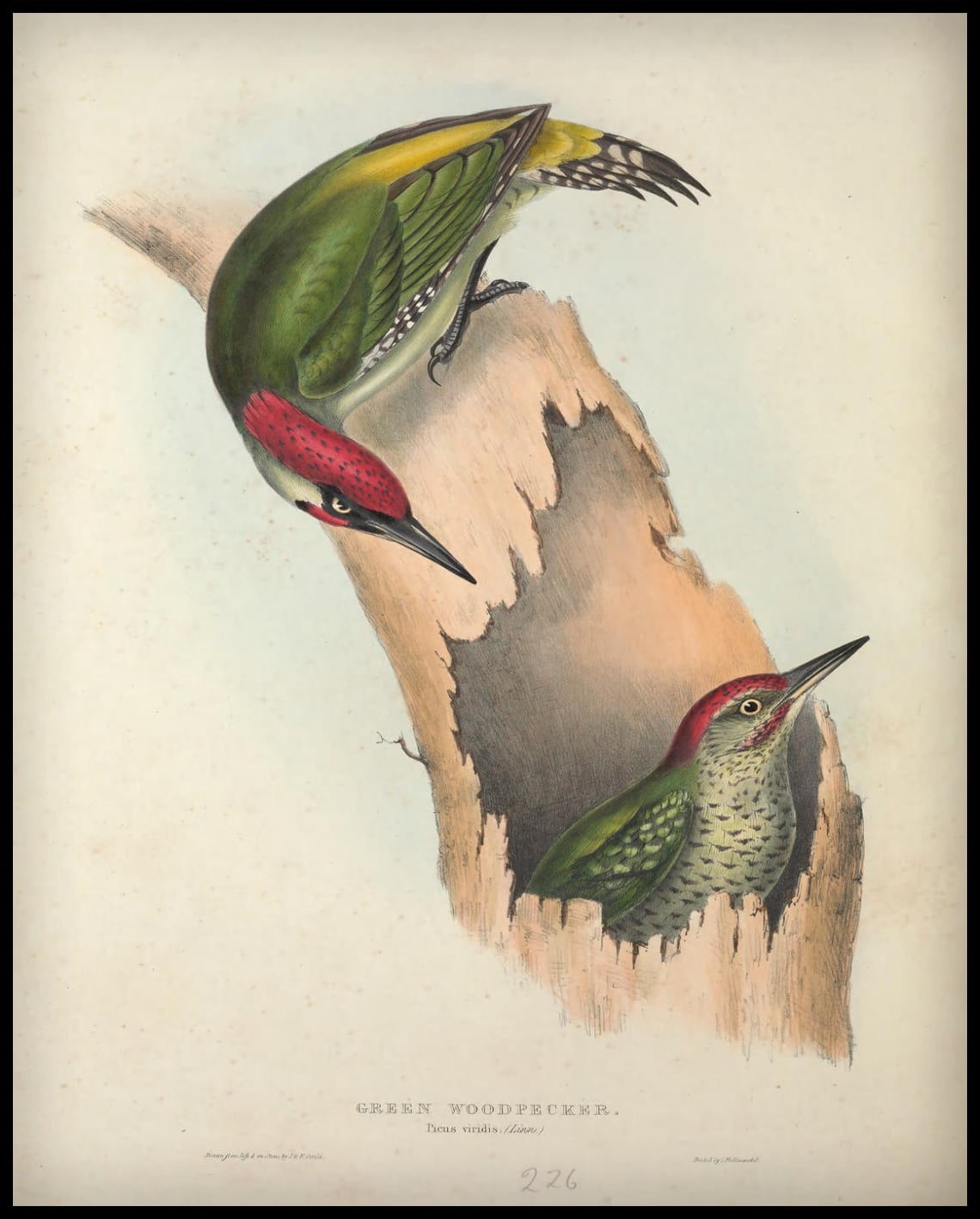 Affiche Picus Viridis