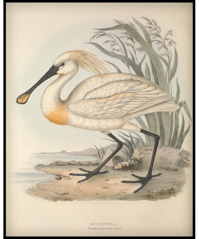 Platalea Leucorodia Poster