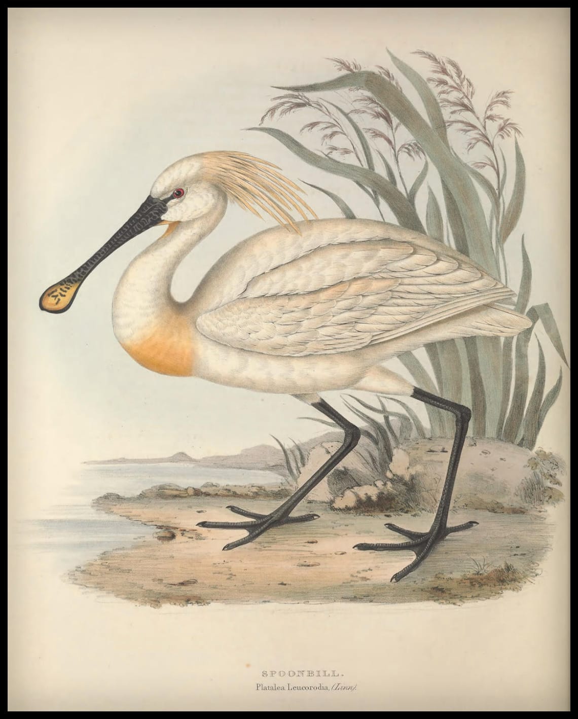 Poster de Platalea Leucorodia
