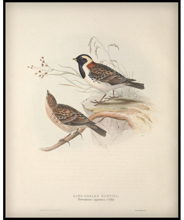 Plectrophanes Lapponica Poster