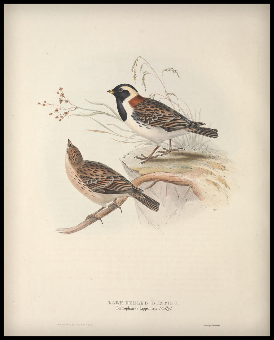 Poster Plectrophanes Lapponica