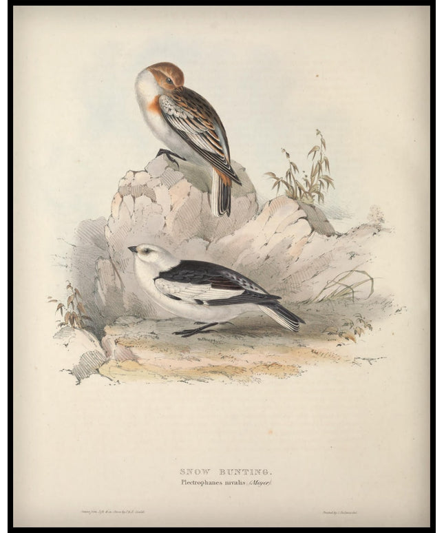Plectrophanes Nivalis Poster
