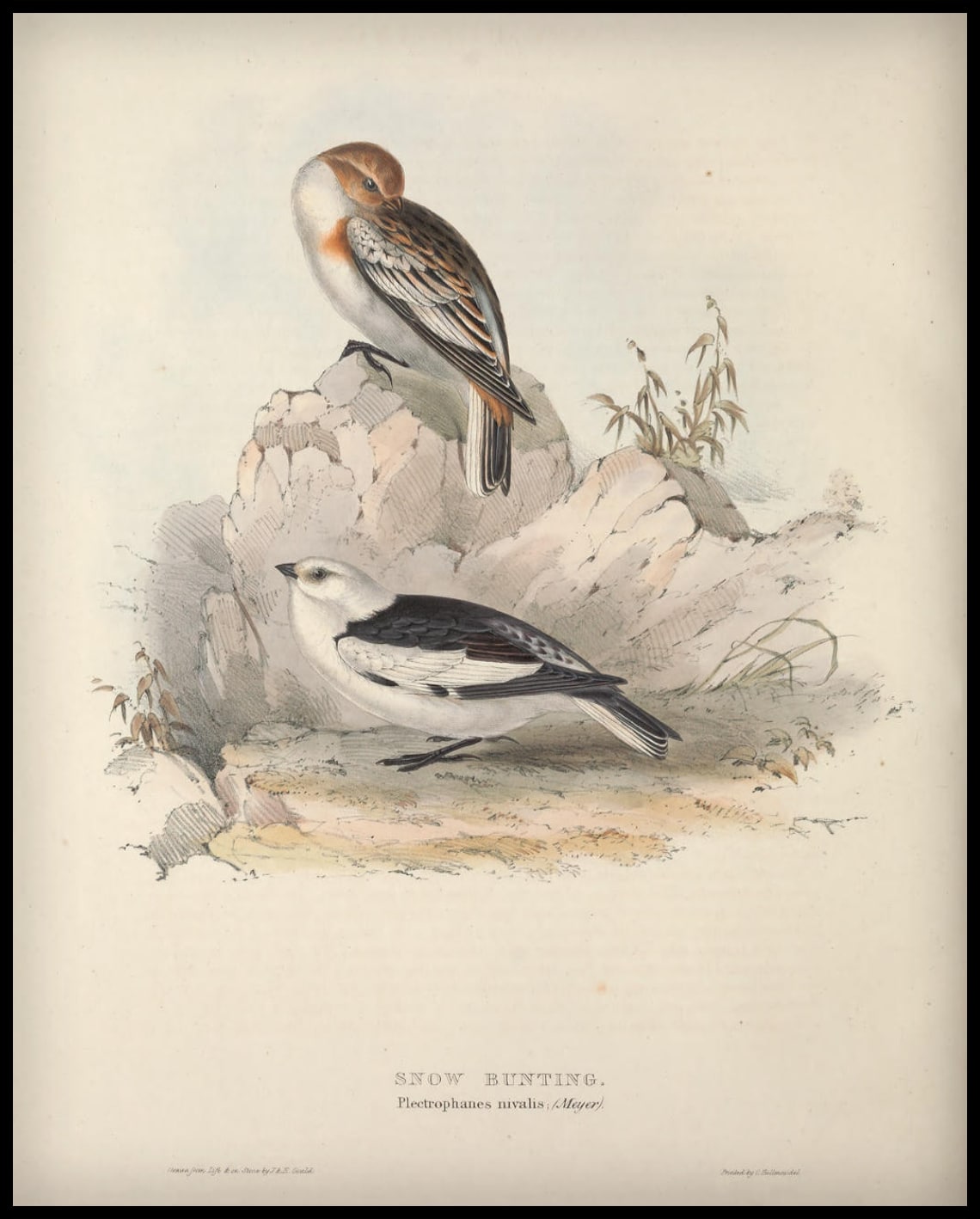 Poster Plectrophanes Nivalis