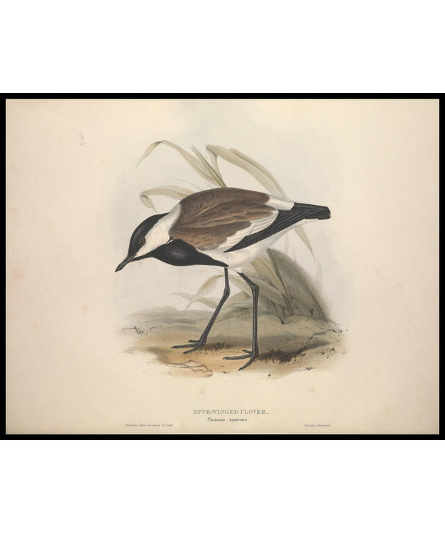 Pluvianus Spinosus Poster