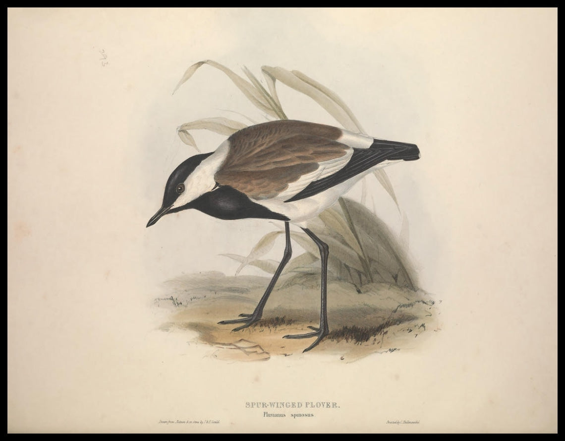 Poster Pluvianus Spinosus