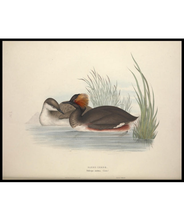 Podiceps Auritus Poster