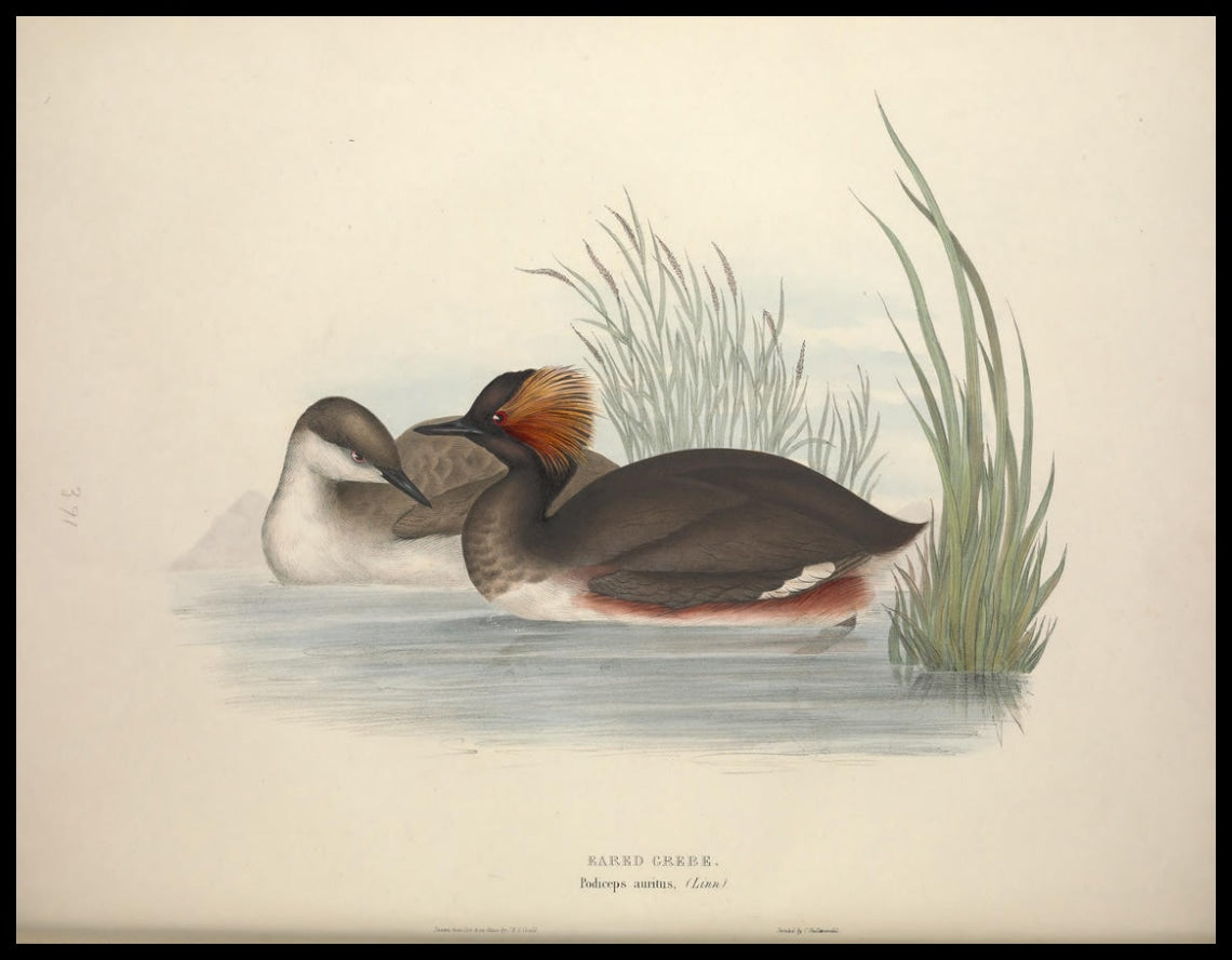 Podiceps Auritus Poster