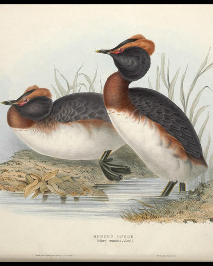 Podiceps Cornutus Poster