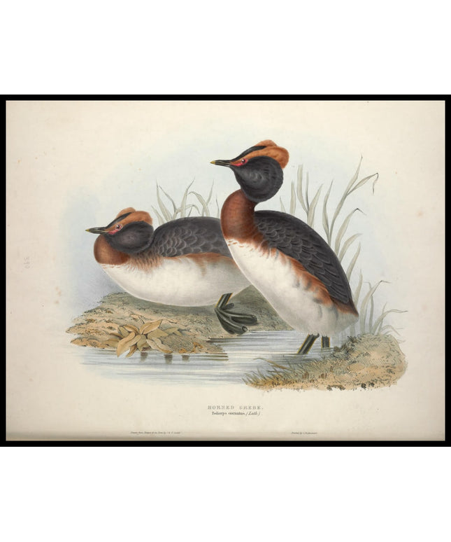 Podiceps Cornutus Poster