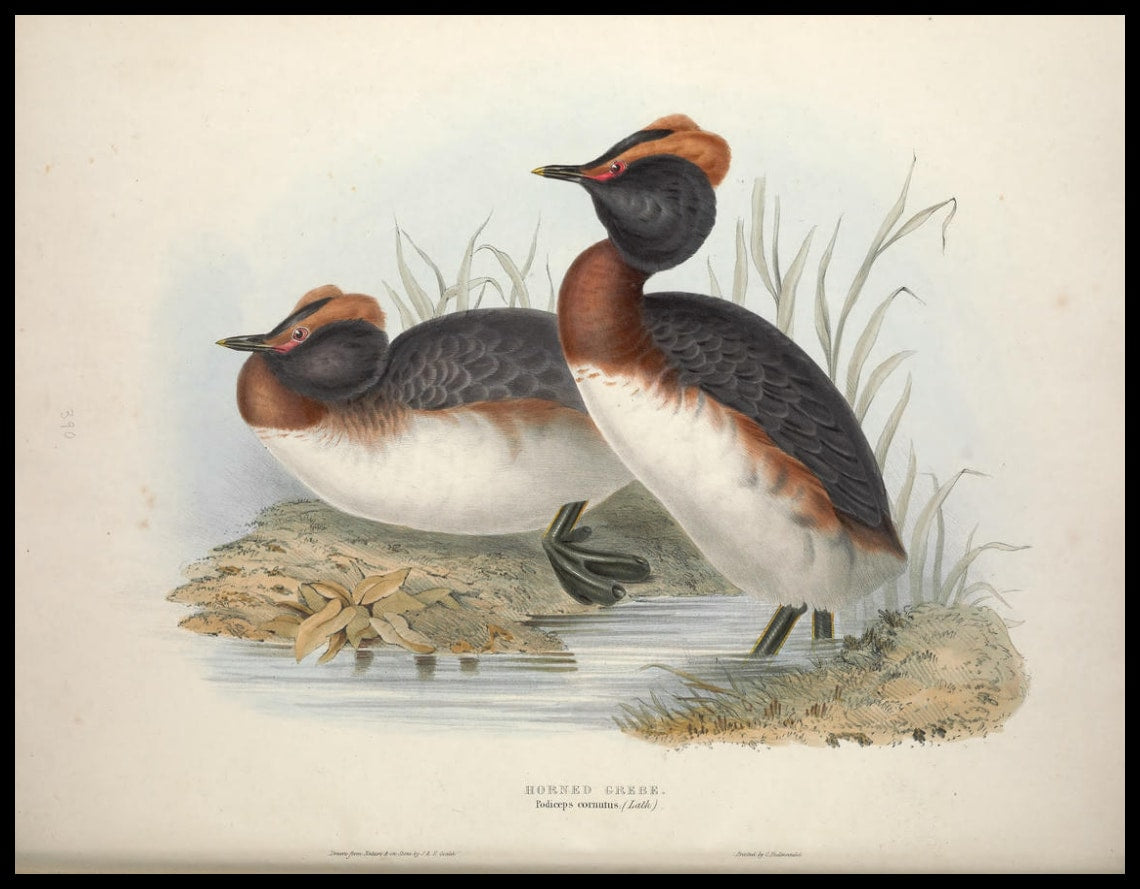 Podiceps Cornutus Poster