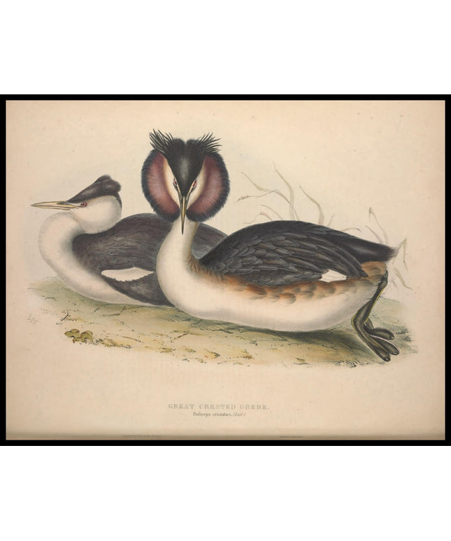 Podiceps Cristatus Poster