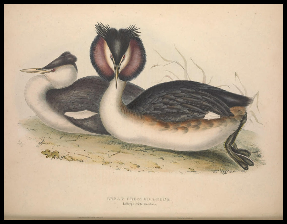 Podiceps Cristatus Poster