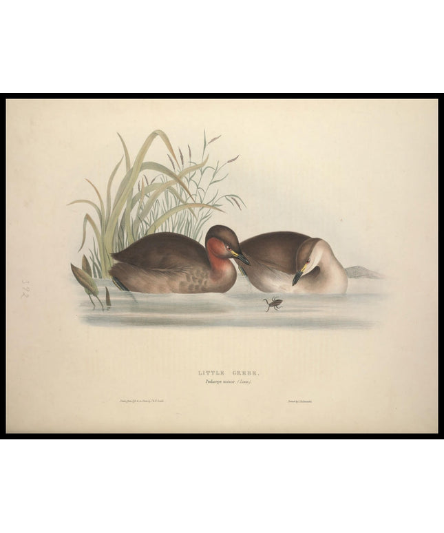 Podiceps Minor Poster