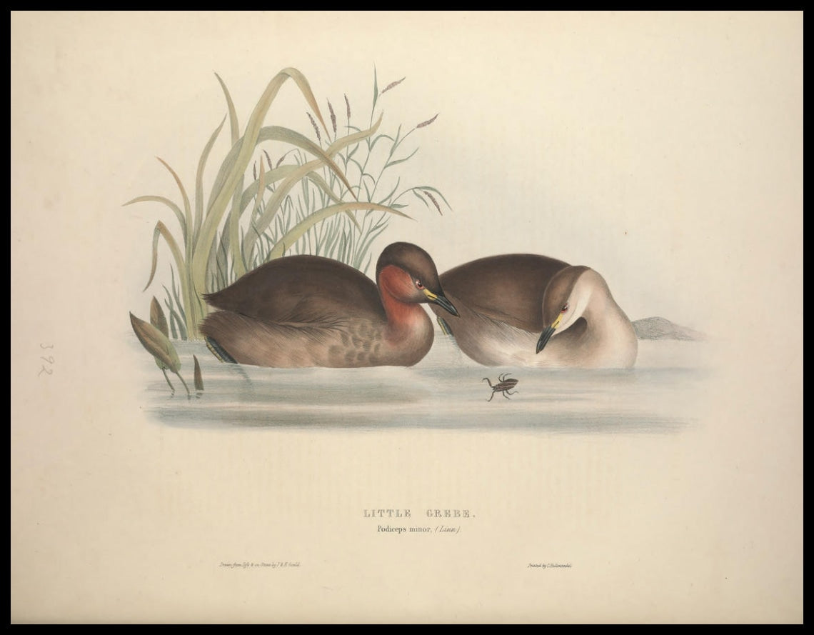 Podiceps Minor Poster