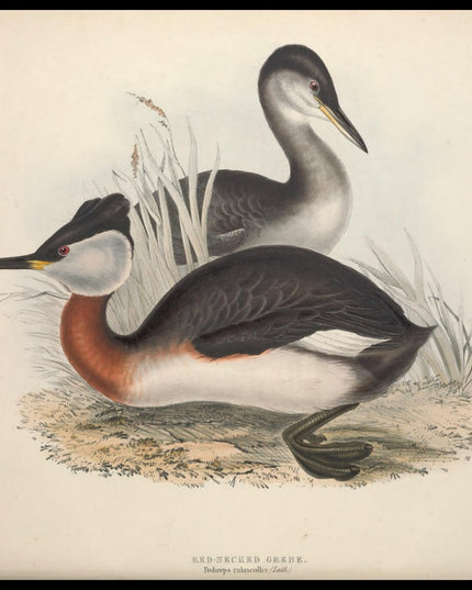 Podiceps Rubricollis Poster